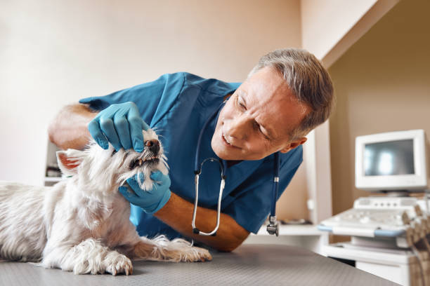 Best Emergency Dental Services for Seniors in Harrisville, PA
